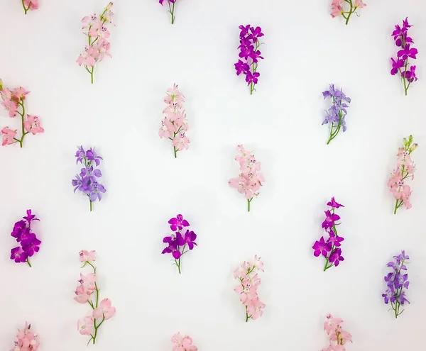 Padrão com flores de toadflax coloridas no fundo branco. Deitado plano, vista superior — Fotografia de Stock