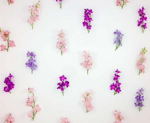 Pattern with colorful toadflax flowers on white background. Flat lay, top view Stock Photo
