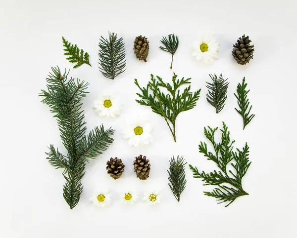 Creative natural layout of winter plants parts on white background. Flat lay, top view Royalty Free Stock Images