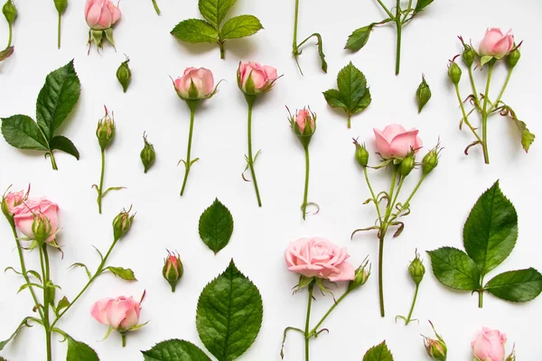 Patrón decorativo con rosas rosadas, hojas y brotes sobre fondo blanco. Piso tendido, vista superior — Foto de Stock