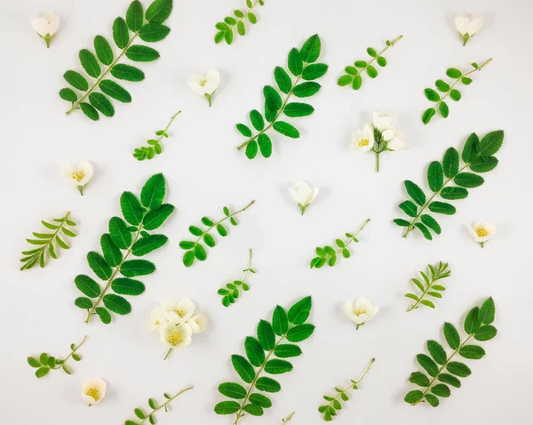 Барвистий яскравий візерунок листя дерев і квітів жасмину на білому тлі — стокове фото