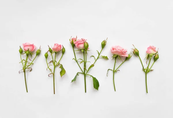 Patrón decorativo con rosas rosadas, hojas y brotes sobre fondo blanco. Piso tendido, vista superior Imagen De Stock