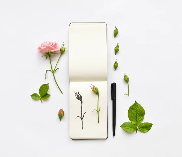 Buntes Skizzenbuch, Rosen und Stift. botanische Illustration einer Rose. flache Lage, Draufsicht — Stockfoto