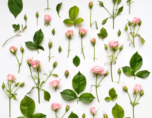 Dekoratives Muster mit rosa Rosen, Blättern und Knospen auf weißem Hintergrund. flache Lage, Draufsicht Stockbild