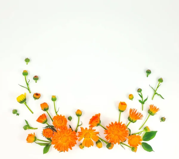 Kleurrijke heldere patroon van Oranje calendula bloemen op witte achtergrond. Plat leggen — Stockfoto