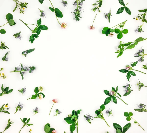 Барвистий яскравий візерунок диких лугових квітів на білому тлі — стокове фото