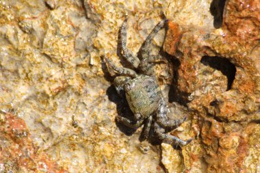 Mermer rock Yengeç (Marmara pavuryası)