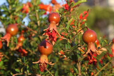 Mediterranean flora: Pomegranate (Punica granatum) clipart