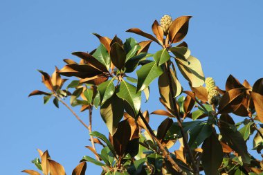 Akdeniz florası: Güney manolyası (Magnolia grandiflora)