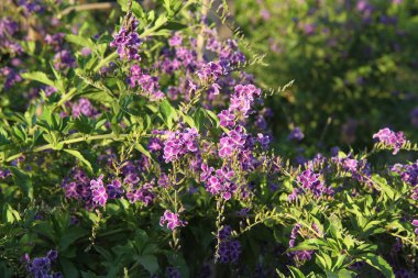 Akdeniz bitkisi: Altın çiy damlası (Duranta erekta)