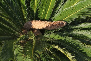 Akdeniz florası: Sotetsu (Cycas revoluta)