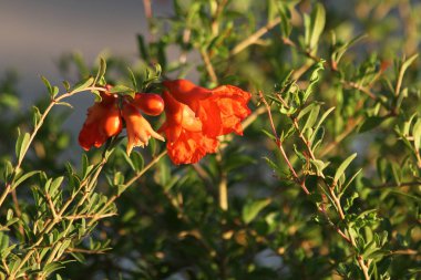 Akdeniz florası: Nar (Punica granatum))
