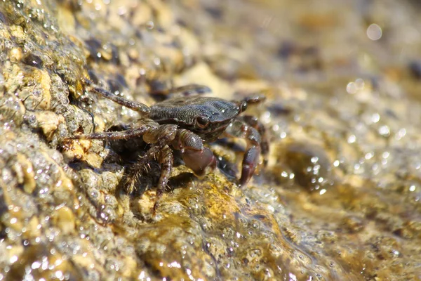 Marbled Rock Crab Pachygrapsus Marmoratus — Stock Photo, Image