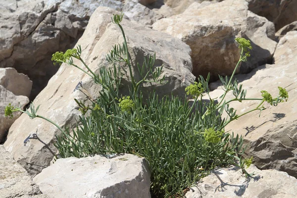 Mediterranean Flora Samphire Crithmum Maritimum — Stock Photo, Image