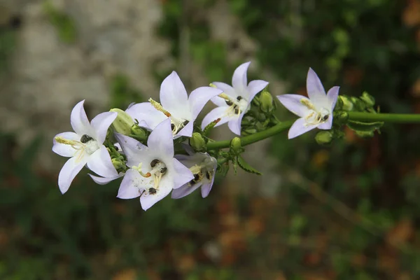 Средиземноморская Флора Chimney Bellflower Campanula Pyramidalis — стоковое фото