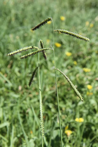 Akdeniz bitkisi: Dallisgrass (Paspalum dilatatum)