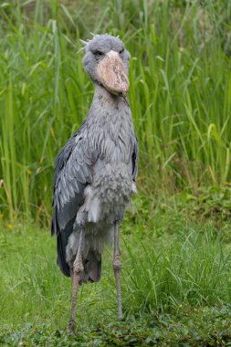 shoebill çim