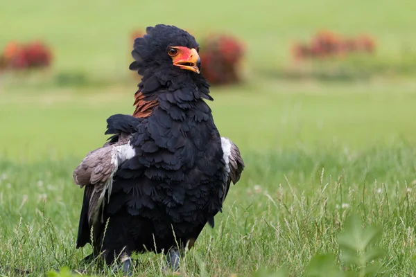 Retrato de Bateleur en la hierba —  Fotos de Stock