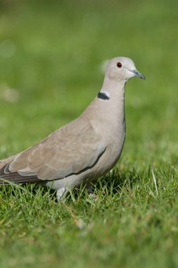 Avrasya yakalı güvercin