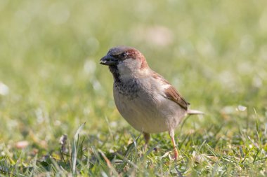 Otların arasında oturan bir ev serçe portresi