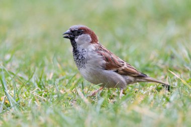 Otların arasında oturan bir ev serçe portresi