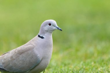 Avrasya yakalı güvercin portre