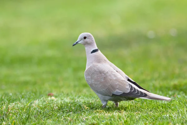 Eurasian collared dove — Stock Photo, Image