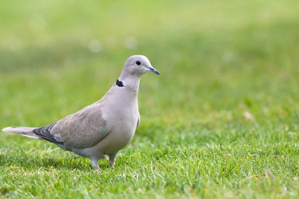 Eurasian collared dove — Stock Photo, Image