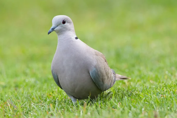 Colombe à collier eurasien — Photo