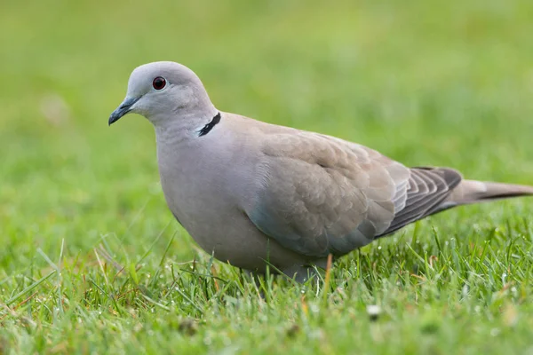 Eurasian collared dove portrait