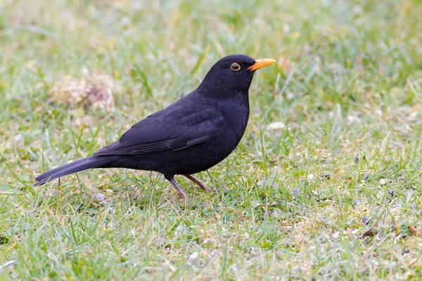 Common blackbird portrait — Stock Photo, Image