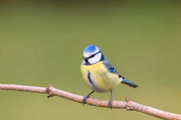 Retrato de una tiza azul — Foto de Stock