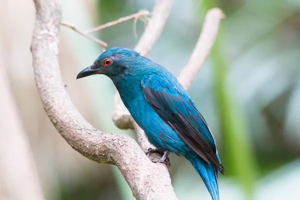 Hada asiática Bluebird —  Fotos de Stock