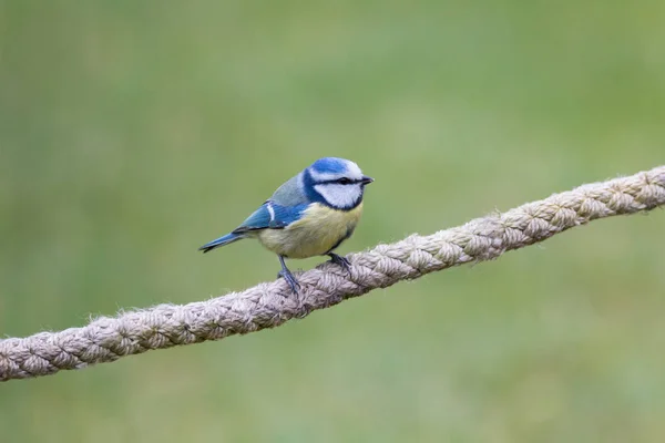 Retrato de una tiza azul — Foto de Stock