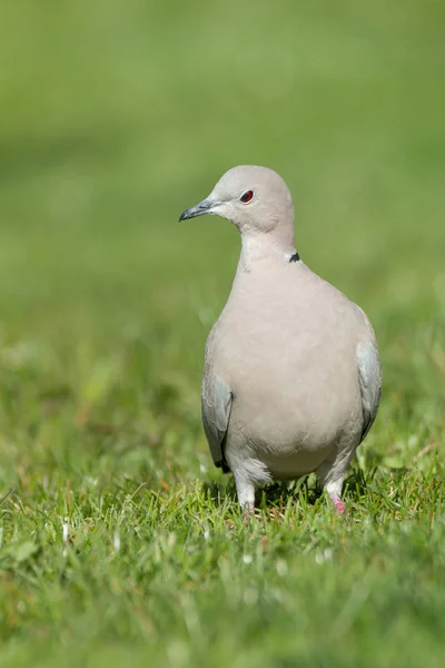 Portrait Oiseau Colère — Photo