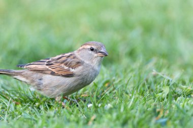 Otların arasında oturan bir ev serçe portresi