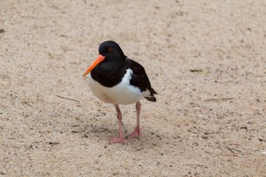 Avrasya oystercatcher portre