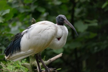 Afrika kutsal aynağı