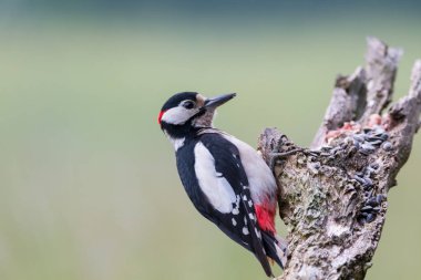 Büyük Benekli Ağaçkakan