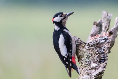 Büyük benekli ağaçkakan portre