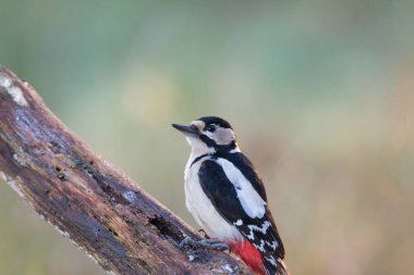 Büyük benekli ağaçkakan portre