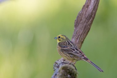 Bir yellowhammer portresi