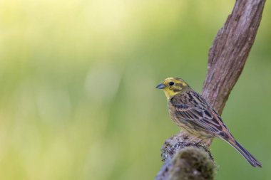 Bir yellowhammer portresi