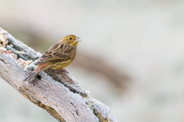 Sarı çekiç bir dalda oturuyor.