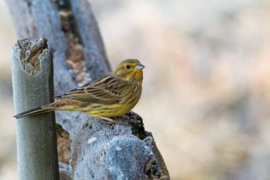 Sarı çekiç bir dalda oturuyor.