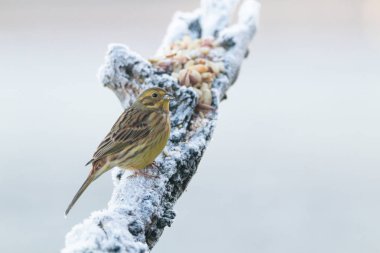 Sarı çekiç bir dalda oturuyor.