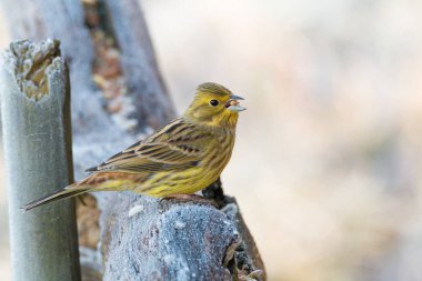 Bir yellowhammer portresi