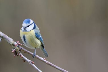 Mavi baştankara portre