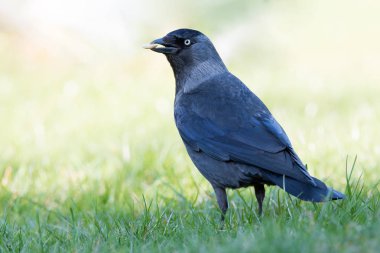 Küçük bir bahçe karga