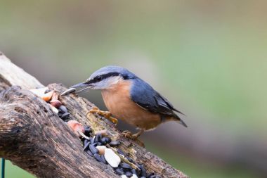 Bayağı sıvacı kuşu portre